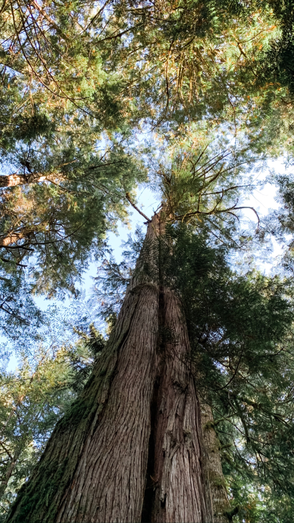 Keeping the natural beauty our trees